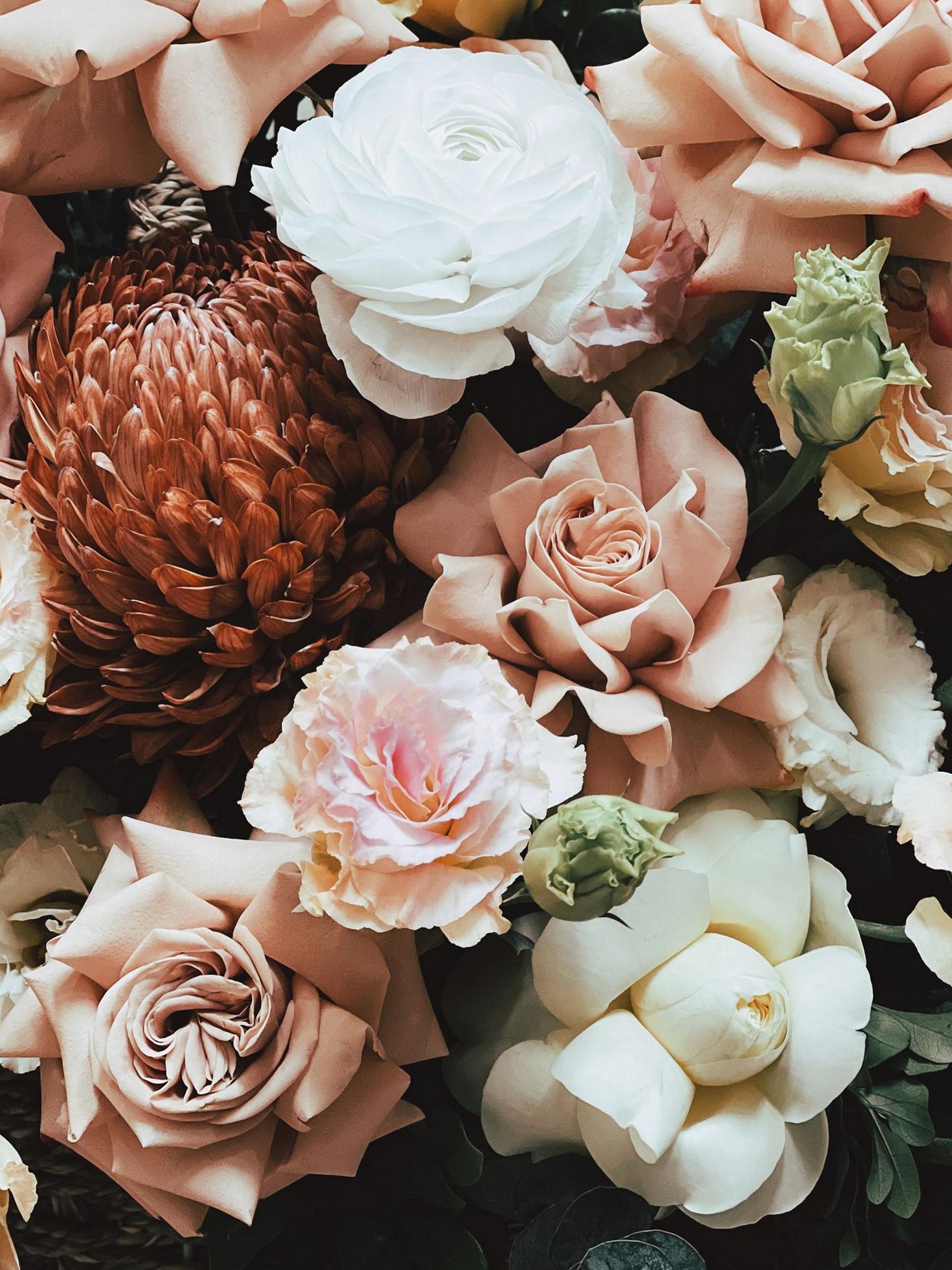 Ranunculus close up